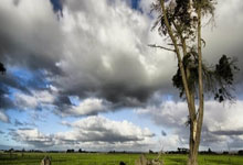 欧博：[亚冠]亚冠精英联赛 雨战光州 申花告负.